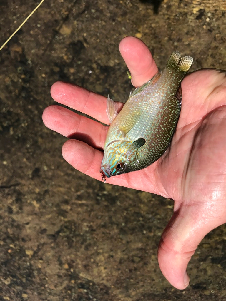 Ultralight Fly Fishing • Sulphur Creek, Lampasas